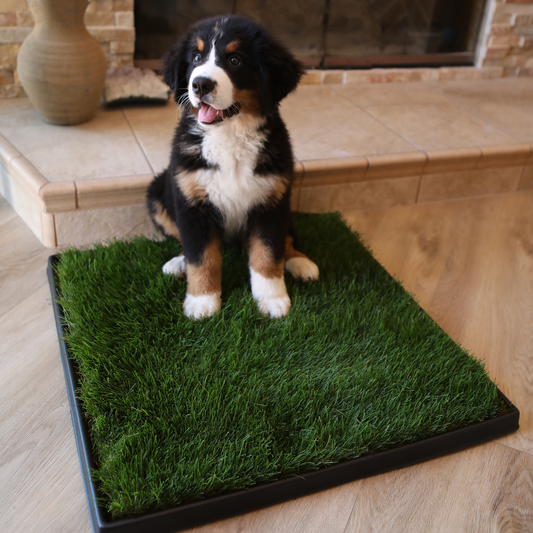 Large Combo Pack (Grass and Tray)